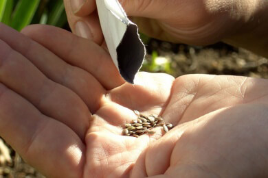 Pflücksalat - frische Vitamine aus Topf oder Beet