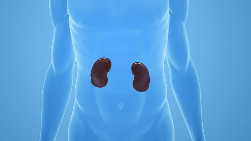Grafik männlicher Körper mit Nieren