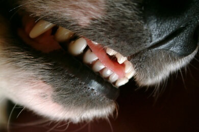 So verhält man sich bei einer Begegnung mit Wölfen richtig