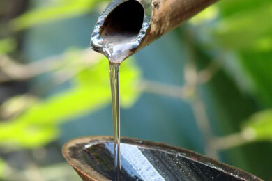 Zahl getöteter Naturschützer weltweit stark gestiegen