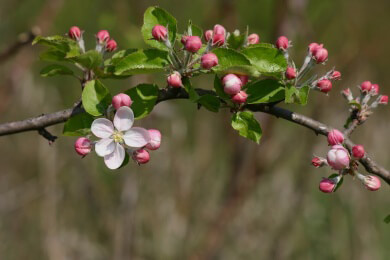Blüten im Eismantel - Obstbauern lassen Knospen zum Schutz vor Frost einfrieren