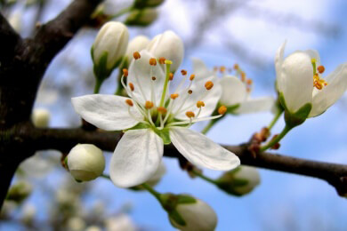 Pflanzen blühen nicht - mögliche Ursachen und Tipps für mehr Blüten