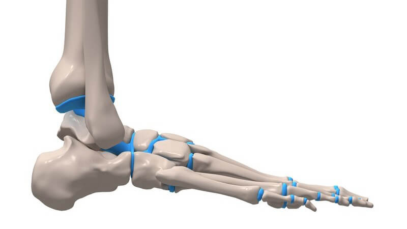Grafik Anatomie Skelett vom Fuß mit Wadenknochen, Gelenke in blau