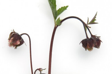 Die Nelkenwurz - filigrane Blüten und dekorative Samenstände