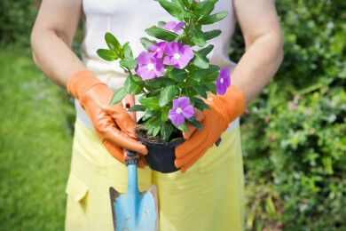 Der eigene Garten - Tipps für Einsteiger