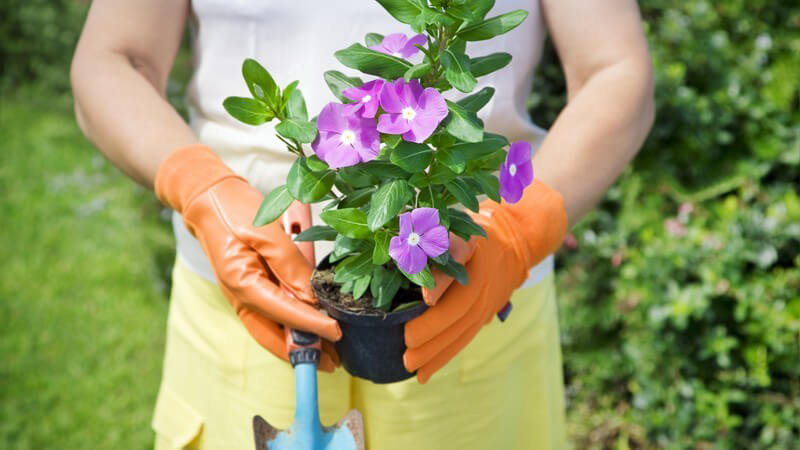 Mittlere Körperpartie einer Frau im Garten, Frau trägt Handschuhe und Schaufel und lila Blumen in Topf