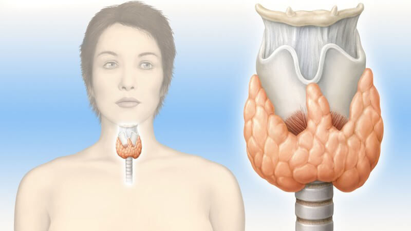 Grafik Anatomie der Schilddrüse bei einer Frau