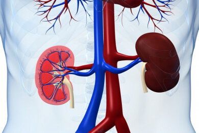 Schlüssel entdeckt: Warum Nierenleiden auf die Blutgefäße wirken