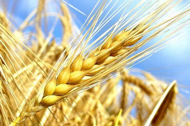 Einkorn mit Lutein ist gut für die Gesundheit der Augen