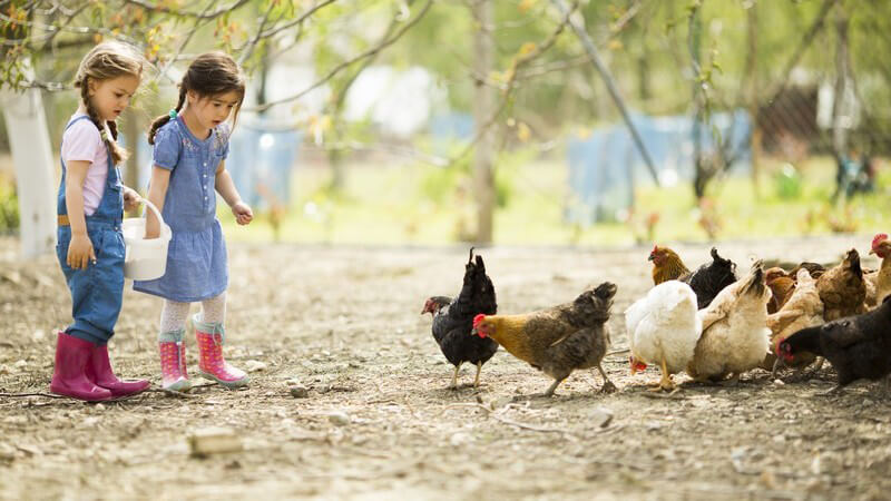 Sommerferien: Zwei kleine Mädchen füttern Hühner auf einem Bauernhof
