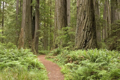 Waldkalkung gegen sauren Regen: Umweltvorsorge oder Naturschutzproblem?