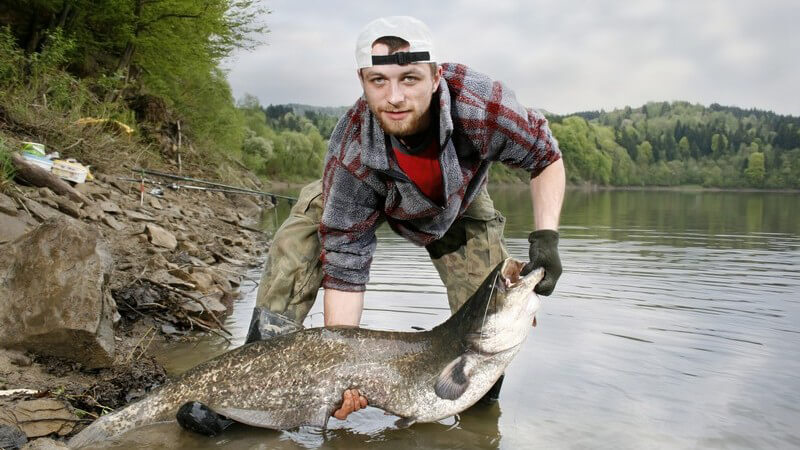 Junger Angler am Fluss hält großen Wels-Fisch in Händen