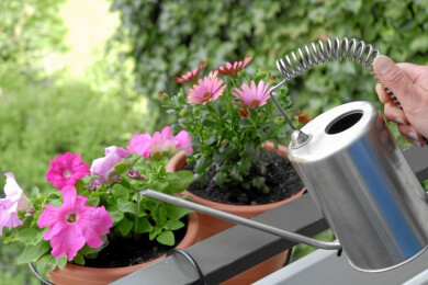 Pflanzen gießen - sommerliche Tipps für den Garten
