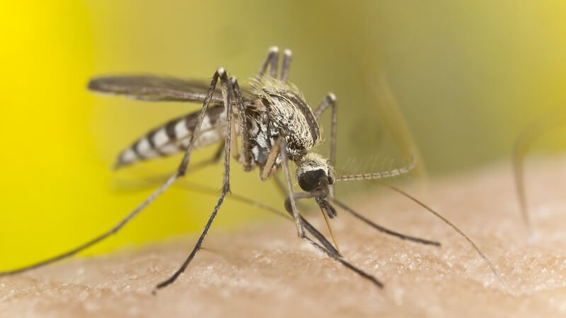 Mückenstich - Moskito oder Mücke auf menschlicher Haut