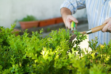Bäume und Sträucher an der Grundstücksgrenze: Worauf Hausbesitzer achten müssen