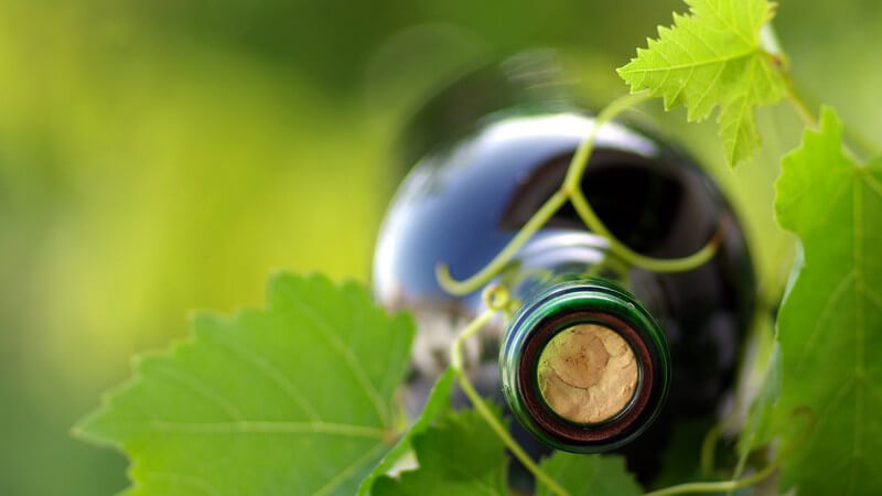 Liegende Flasche Rotwein zwischen Weinblättern