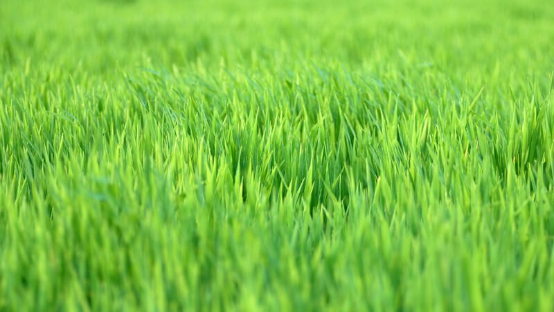 Grüner Rasen