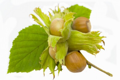 Gefahr für Eichhörnchen - invasive Grauhörnchen könnten die heimischen Nager verdrängen