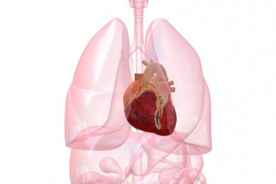 Neuste Erkenntnis der Medizin: Warum hat unser Herzmuskel keine Regenerationsfähigkeit?