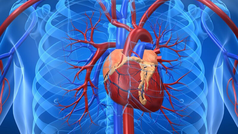 Grafik Herz mit Blutgefäßen in blauem Brustkorb