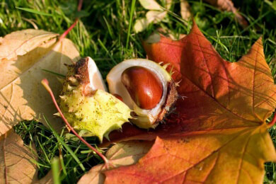 Schlummert in Kastanienblättern die Alternative zu Antibiotika?