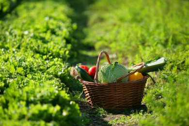 Erntezeit für Gemüse - wann haben Kürbis, Kohl und Co. die optimale Reife?