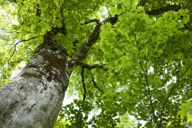 Heiße und trockene Sommer: Wissenschaftler untersuchen Folgen des Klimawandels für Straßenbäume