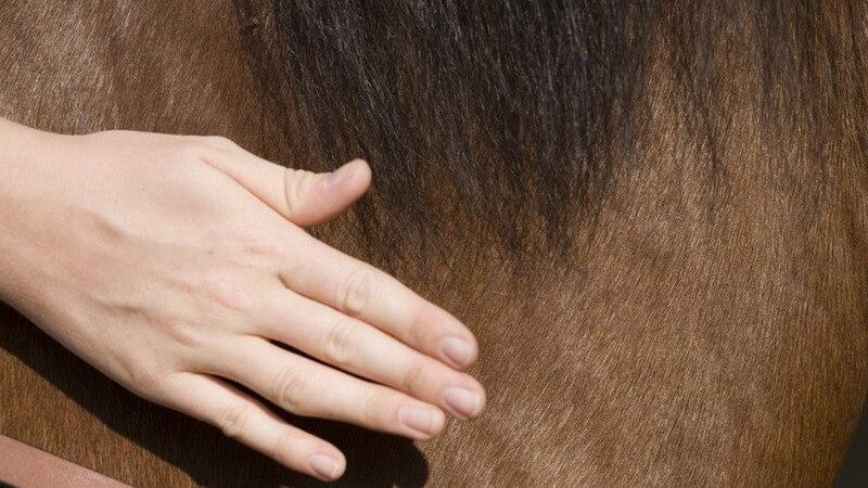 Rechte Hand einer Frau an Rumpf oder Körper eines braunen Pferdes mit Halfter und Mähne