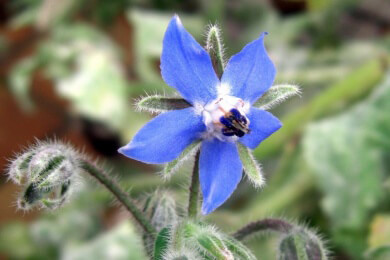 Kochen und Backen mit Bedacht: Diese Zutaten können giftig sein