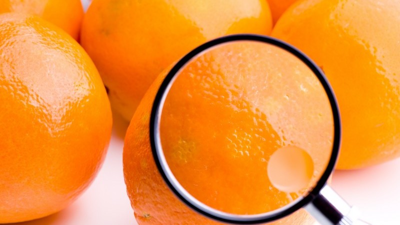 Lupe wird auf frische Orangen gehalten