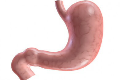 Bakterien im Darm können ein Sättigungsgefühl entstehen lassen