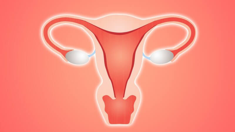 Rote Grafik des weiblichen Genitals (Scheide mit Eierstöcken)