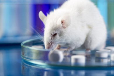 Ergebnisse aus Tierversuchen: Viele Studien vermutlich manipuliert und nicht transparent