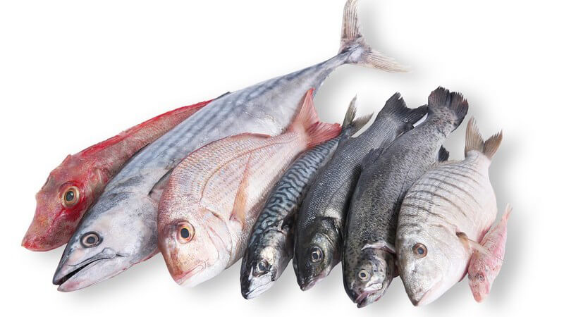 Verschiedene Fischarten liegen nebeneinander auf weißem Hintergrund