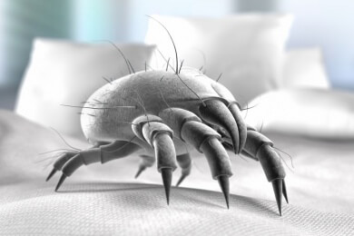 Spinne, Milbe und Co.: In fast jeder Wohnung leben hunderte Krabbeltiere