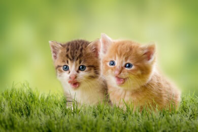 Katzenbabys erkennen die Stimme der Mutter