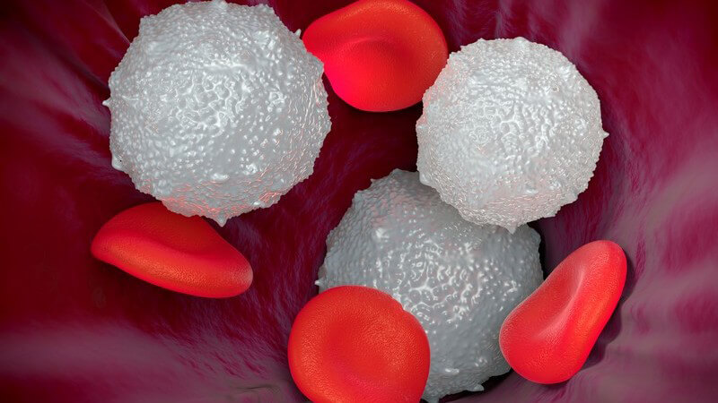 Mikroskopisches Foto von roten und weißen Blutkörperchen in der Blutbahn