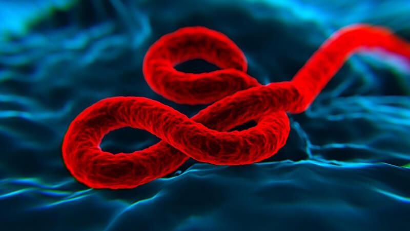 3-D-Grafik eines roten Ebola-Virus auf dunkelblauem Hintergrund