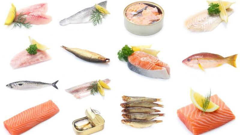 Collage mit 14 verschiedenen Fischsorten vor weißem Hintergrund