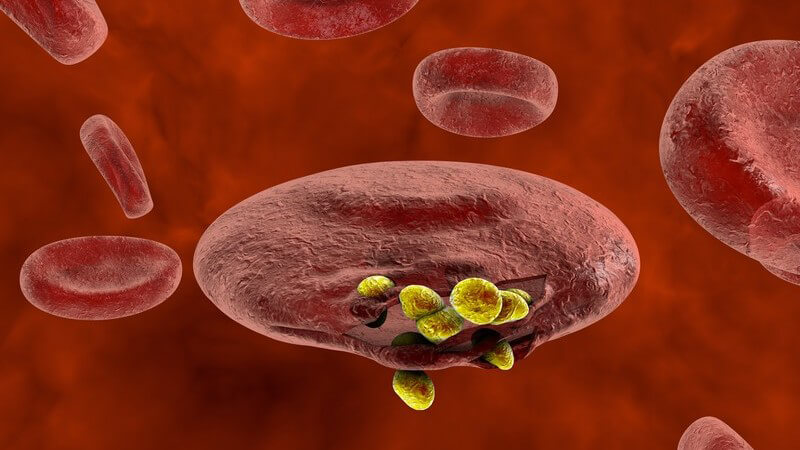 3-D-Grafik von Malaria-Parasiten, die sich aus einem roten Blutkörperchen lösen