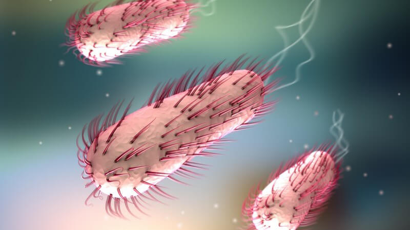 3-D-Grafik mit drei rötlichen E. coli-Bakterien vor verschwommenem Hintergrund