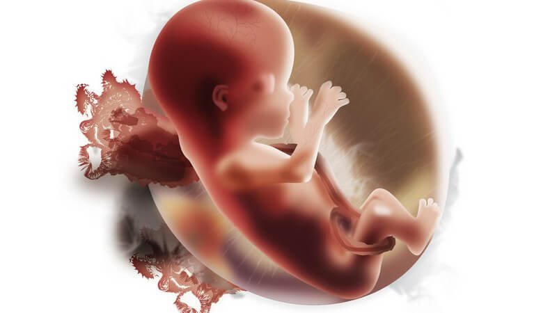 Embryo in Gebärmutter