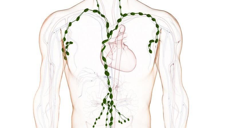 Grafik menschlicher Körper, Lymphgefäß-System markiert