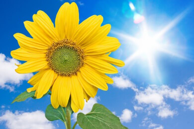 Immer der Sonne nach: Forscher klären, wie und warum Sonnenblumen sich gezielt bewegen