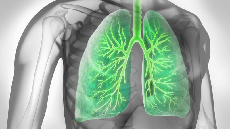Grafik der menschlichen Lunge mit Bronchien, auf grauem Oberkörper grün hervorgehoben