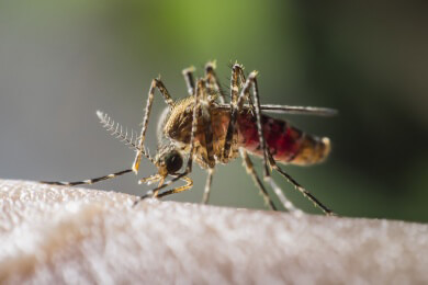Moskito-Fallen mit Solarenergie senken die Rate der Malaria-Fälle