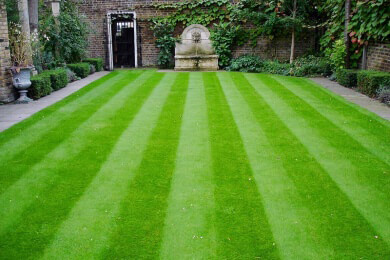 Die Schattenseite der Mähroboter: Igel und andere Tiere sterben