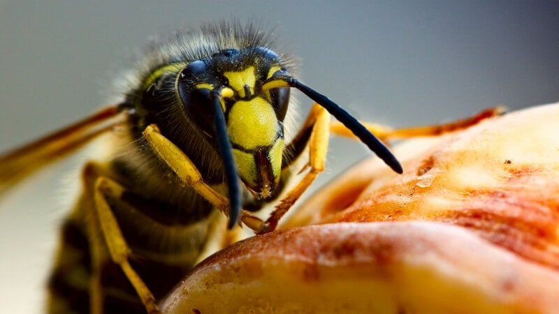 Nahaufnahme Wespe auf Nahrung