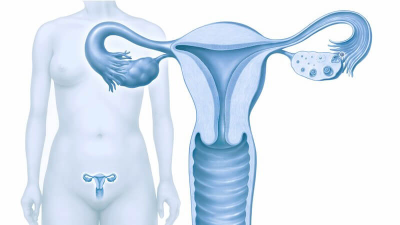 Grafik Frauenkörper, Eierstöcke, Gebärmutter und Eileiter hervorgehoben