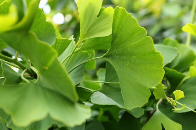 Hörschaden durch Lärm: ein Ginkgo-Extrakt könnte das verlorene Hörvermögen zurückbringen